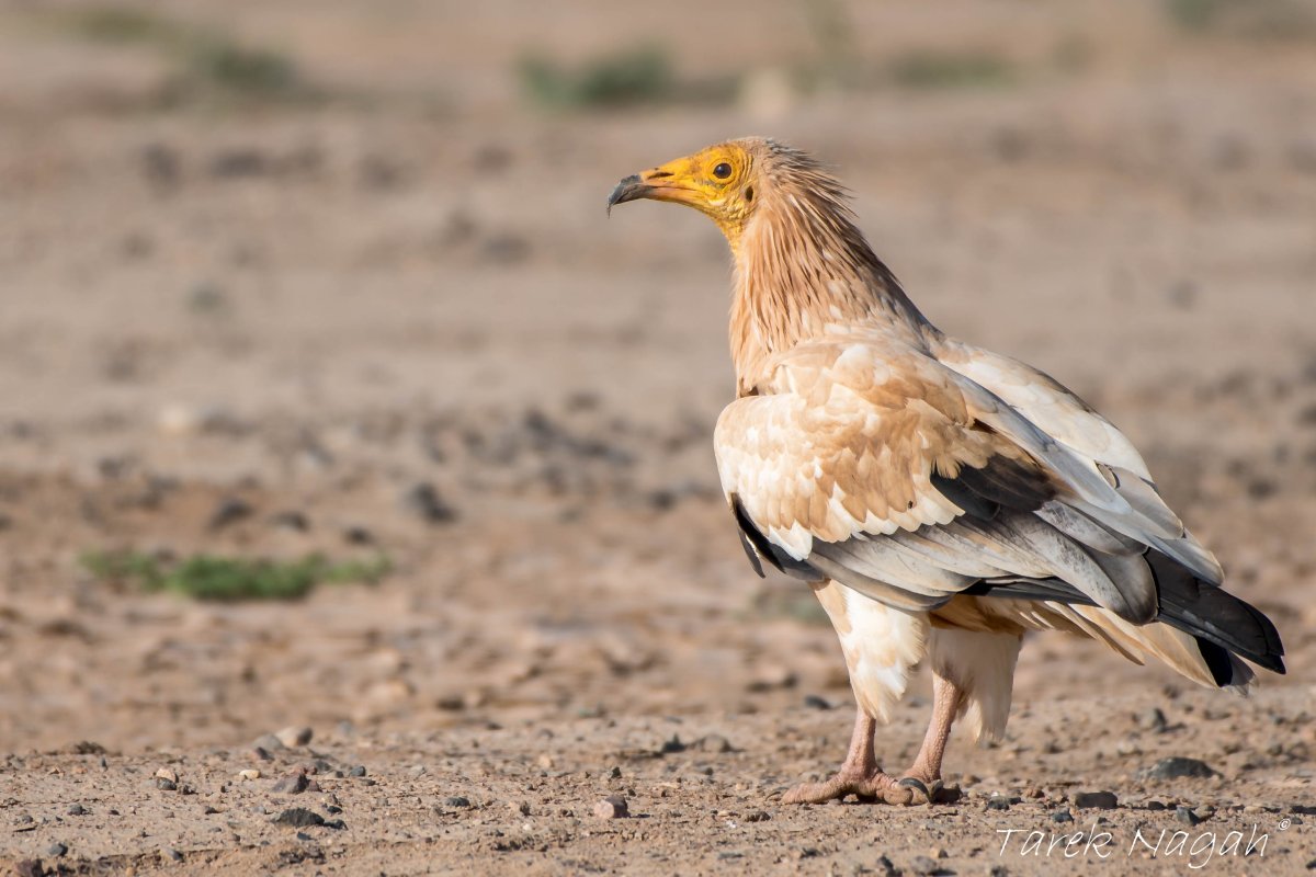 Migratory Birds in Egypt through the Lens of Watter AlBahry